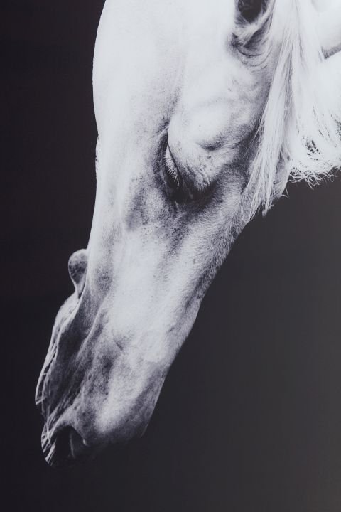 KARE Bild Frame Alu Proud Horse 61463