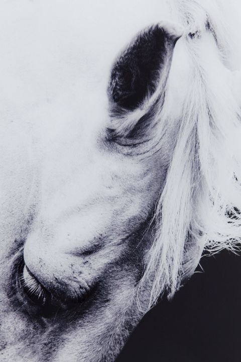 KARE Bild Frame Alu Proud Horse 61463