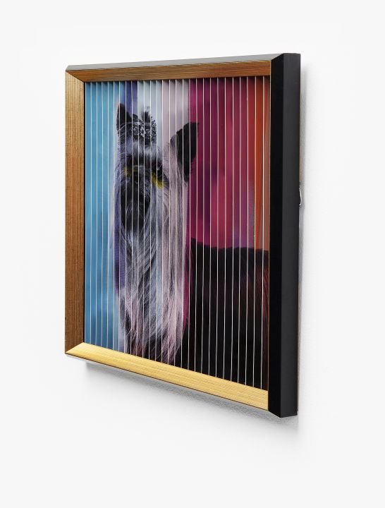 KARE Bild Frame Art 3D French Dog 60877
