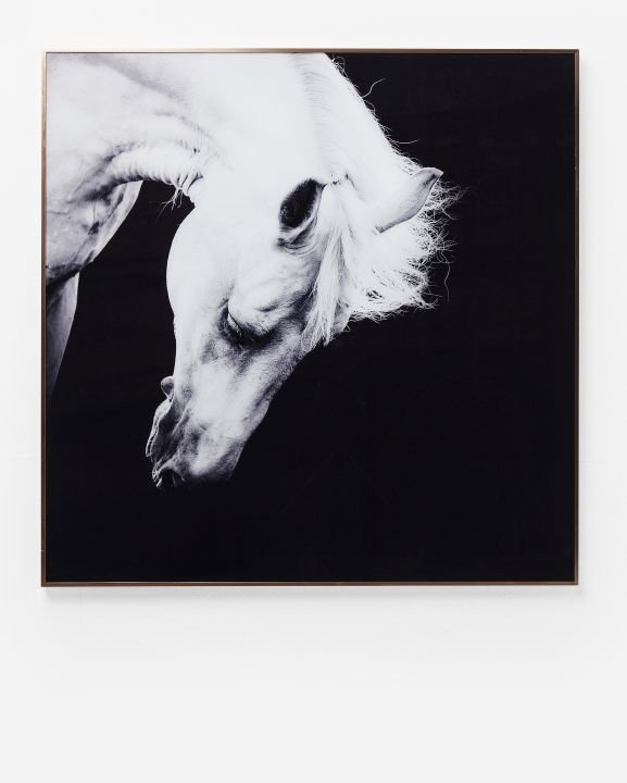 KARE Bild Frame Alu Proud Horse 61463